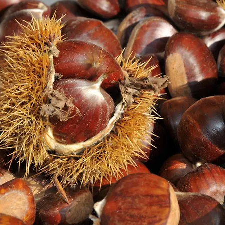 Zur Angenehmen Gegend شقة آنفايلار آم تريفلز